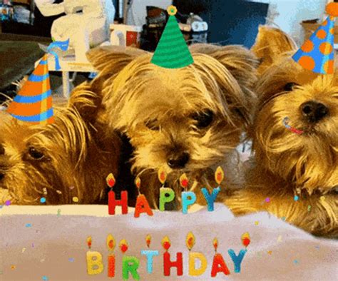 birthday dog gif|happy birthday with puppies gif.